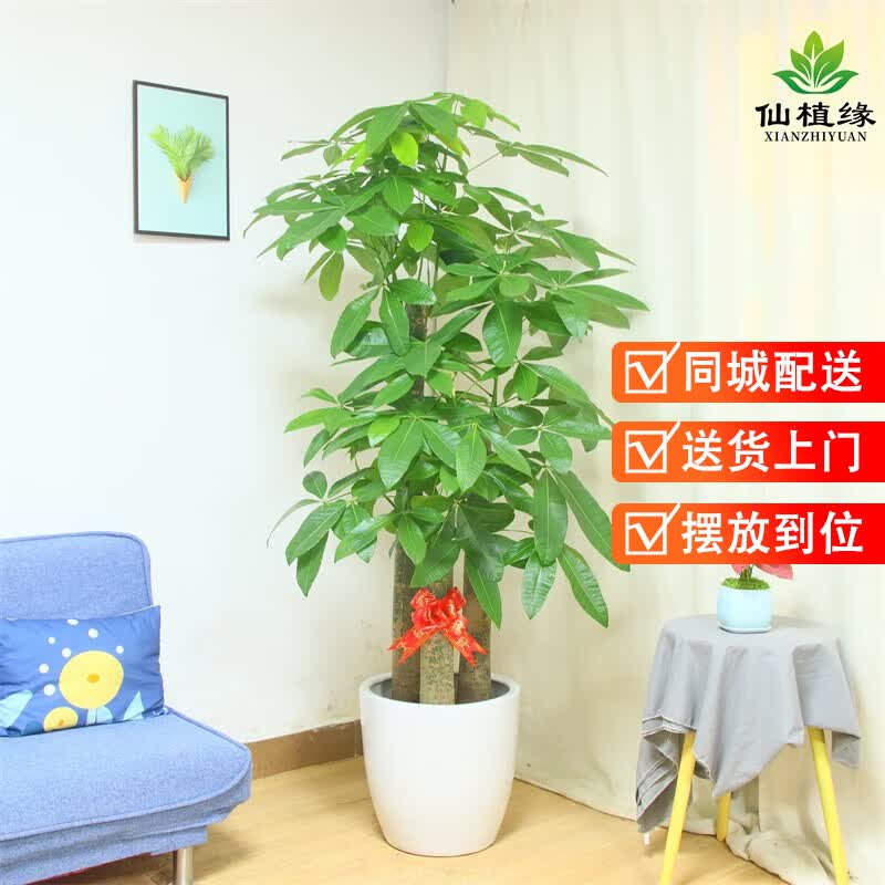仙植缘【同城配送】发财树盆栽 客厅办公室内大型绿植 开业乔迁送礼植物 步步高发财树（白瓷盆）约1.8米属于什么档次？