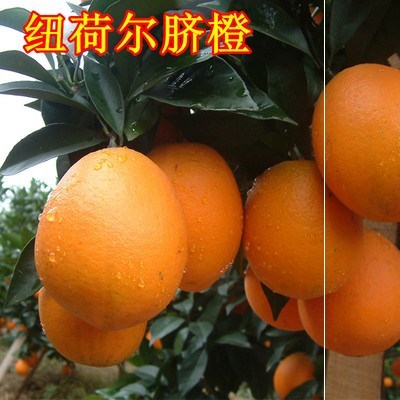 纽荷尔脐橙苗 嫁接脐橙树苗橙子树苗 脐橙苗 桔子柚子果树苗 纽荷尔(3