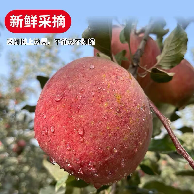 遇见悯农沙漠冰糖心苹果25年新苹果脆甜新鲜水果健康轻食生鲜红富士苹果 新疆冰糖心苹果（净重4.5斤） 超值中果150g起(超多人回购）