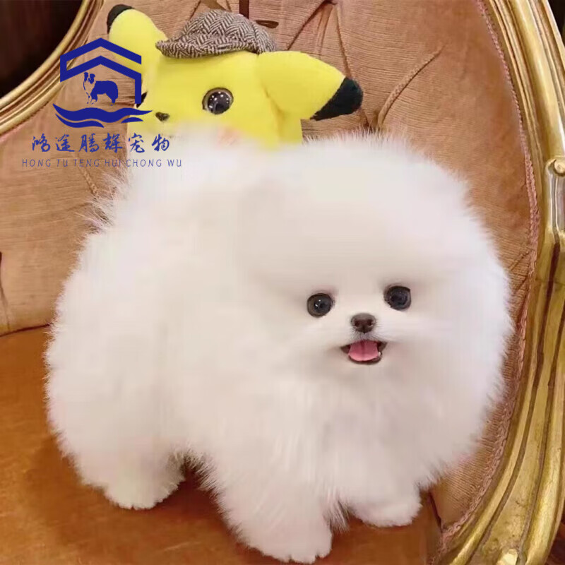 博美幼犬纯种博美茶杯犬博美犬博美宠物狗活体长不大的可爱 宠物级 白