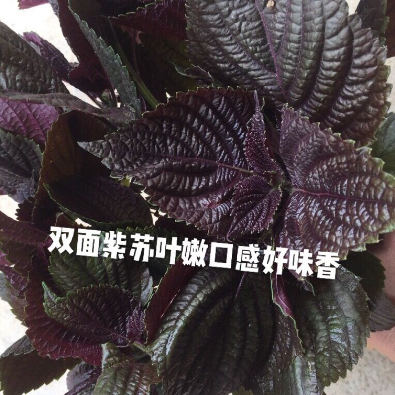 广西野生可食用紫苏苗苏子苗新鲜紫苏阳台盆栽去腥炒田螺香料 野生