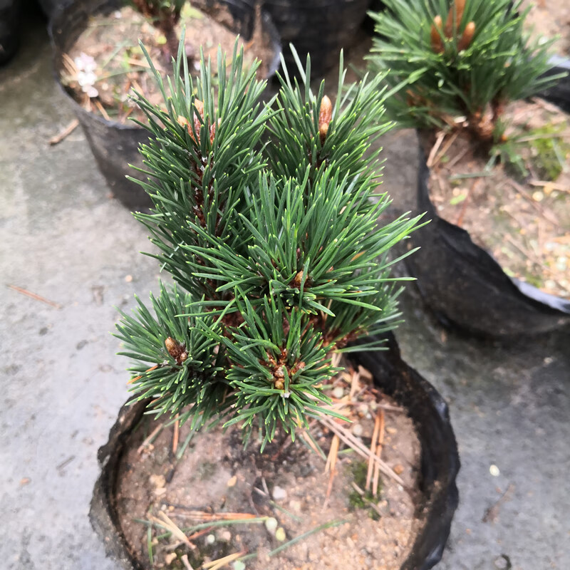 盆景矮霸底盘嫁接造型松树小千寿苗三河黑松 嫁接千寿丸1-2个芽头1株