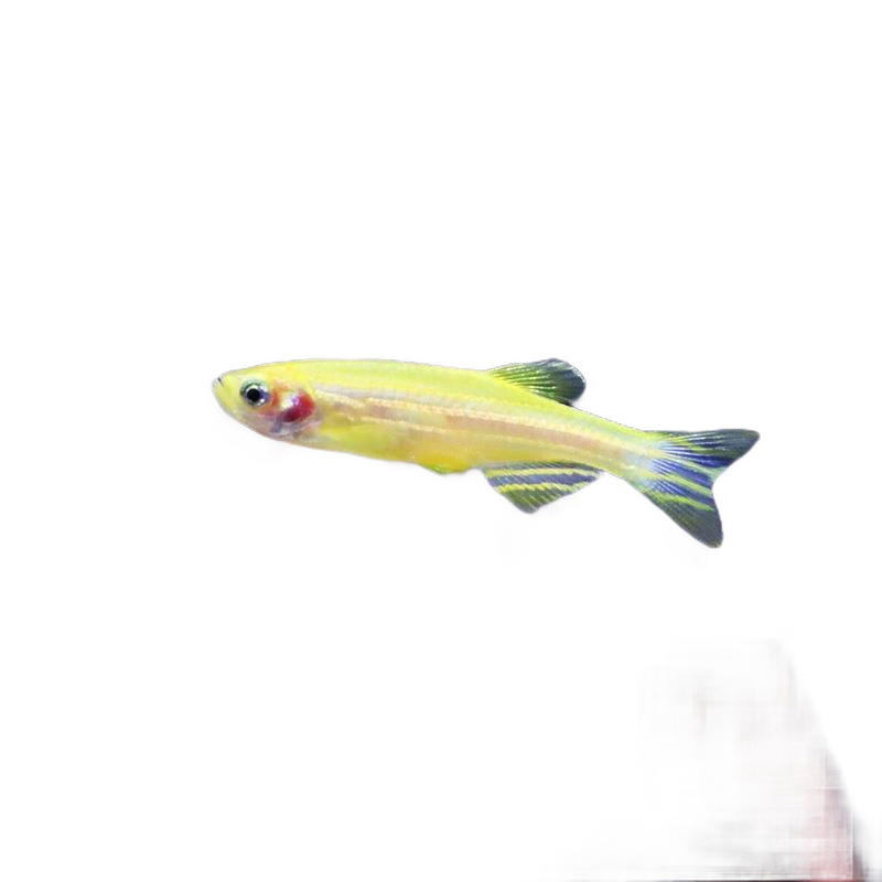 选择豆乐奇糖果斑马,享受高性价比的水族养殖体验