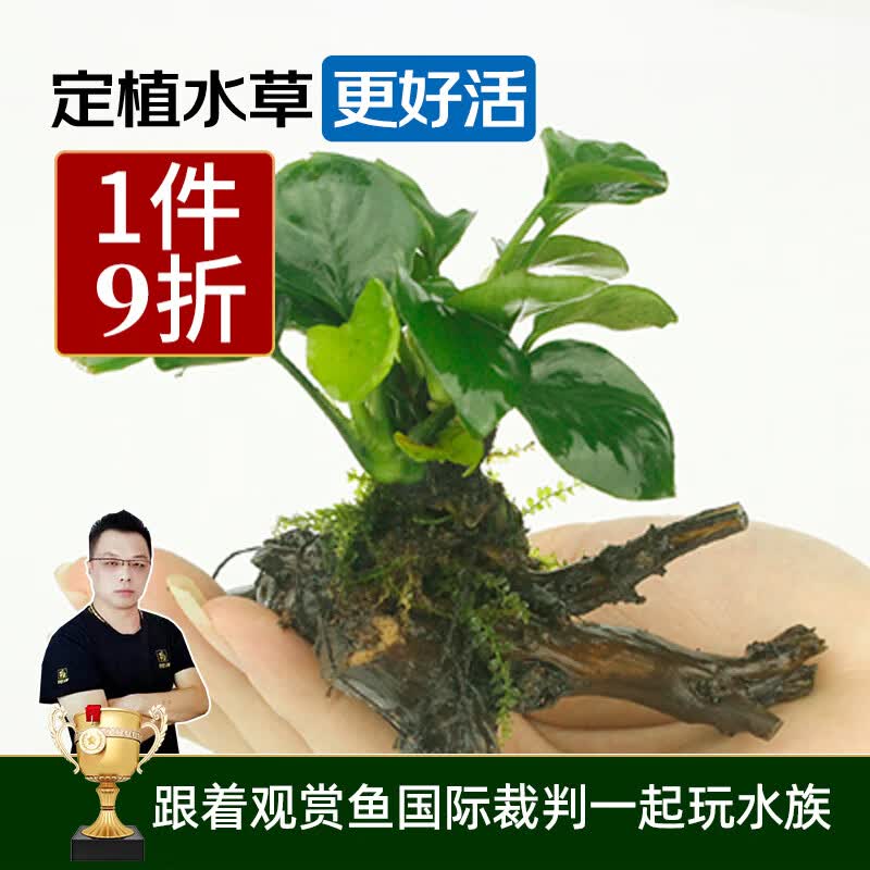 云峰海瑞 水草活体鱼缸造景套餐用品水族箱装饰鱼缸种子沉木活水草 金（斤）钱榕沉木单头属于什么档次？