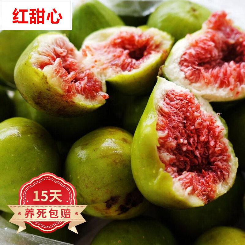 嫁接无花果树苗 波姬红盆栽地栽果树苗南北方种植庭院阳台苗木 红甜心