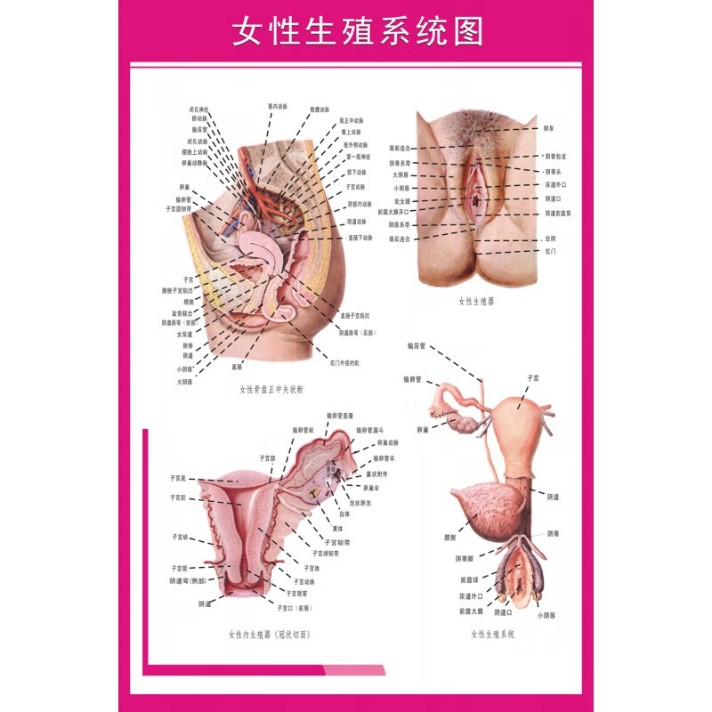 2022新款医院科室挂图 女性生殖器解剖图医院宣传画挂图子宫妇科海报