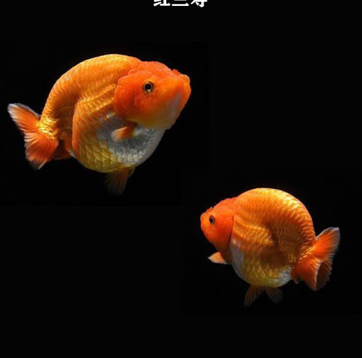 兰寿金鱼精品淡水冷水活鱼观赏鱼 红兰寿(6-7厘米)2条