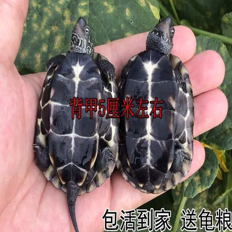 看异宠活体价格涨跌软件|异宠活体价格比较