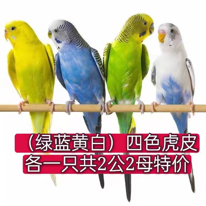 虎皮鹦鹉活体鹦鹉活鸟会说话的中小型宠物鸟活物手养成年健康包活