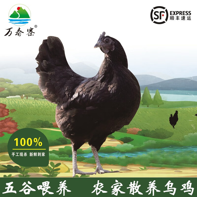 双黑 散养农家小母鸡乌骨鸡整只 月子鸡 五谷喂肉质鲜嫩新鲜乌鸡现杀
