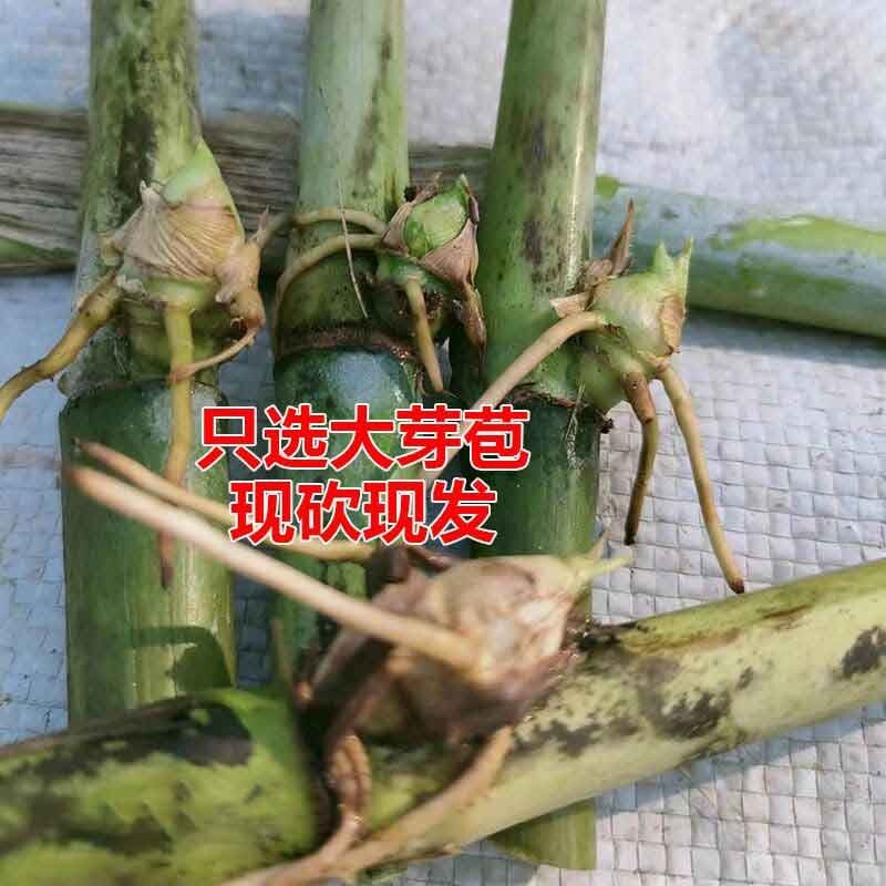 象草冻不死产量高四季可收割牛羊家禽牧草皇竹草 甜象草100芽一根双芽
