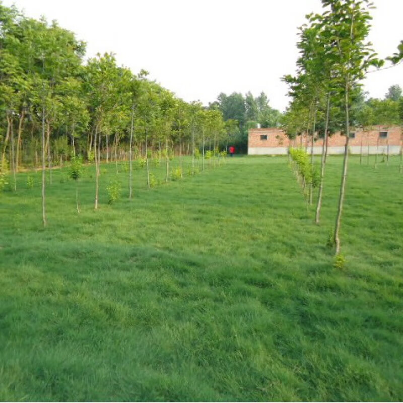 京腾花卉进口草坪种子本特4号 草籽匍匐型低矮草坪种子 耐践踏 本特草