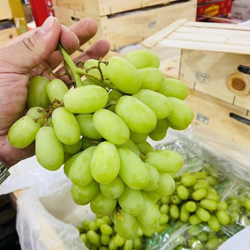 无籽青提2斤爽脆多汁进口提子手指青提葡萄新鲜水果 1000g