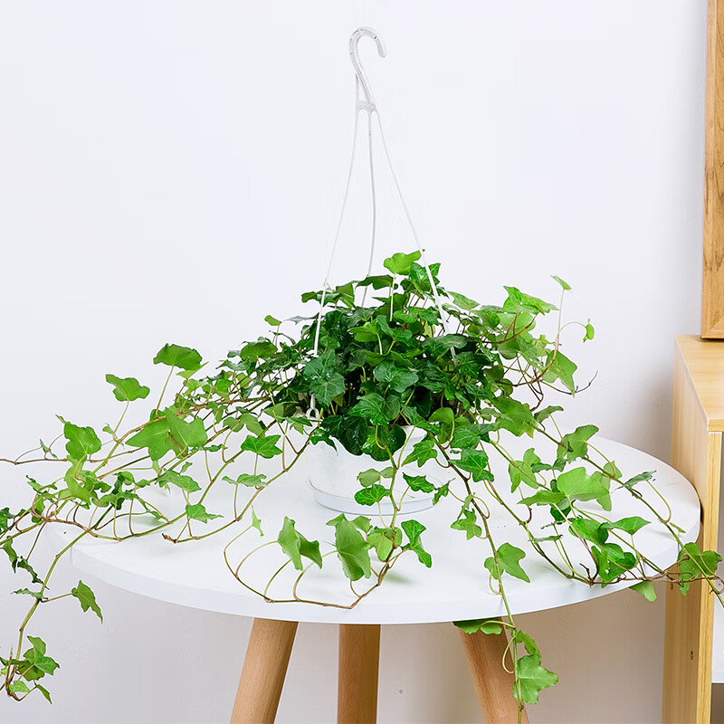 常春藤盆栽花叶常春藤类盆景办公桌常绿爬藤四季常青垂吊小植物 青叶