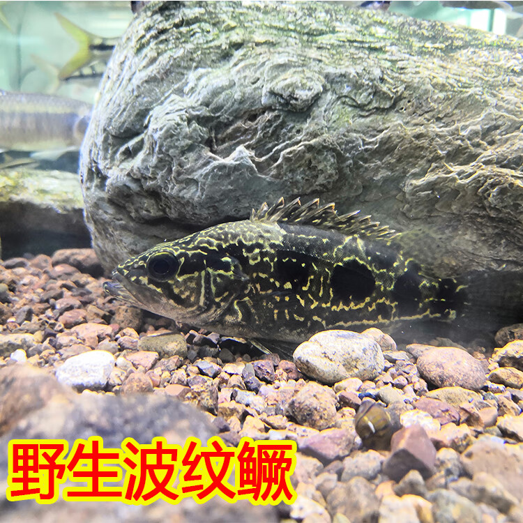 ajaj原生鱼缸冷水观赏鱼小型鱖鱼桂鱼食肉凶猛鱼波纹鳜鱼苗活体 10-12