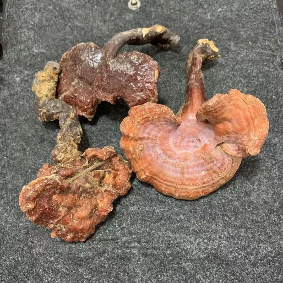 伟博产地直发贵州纯野生灵芝赤灵芝250克半斤正宗深山小灵芝 250