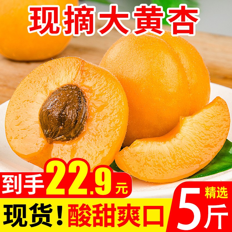 壹农壹果 现摘新鲜杏子甜杏 新鲜水果 健康轻食 精选5斤山西大黄杏