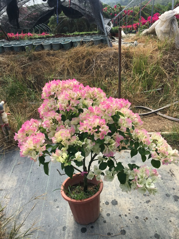 谷芹三角梅绿叶樱花四季勤花院阳台爬藤绿植花卉 绿樱 含盆