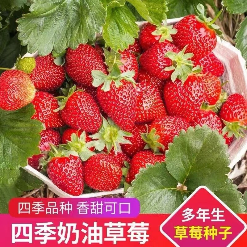 妙芊（MIAOQIAN）四季草莓好种子种籽大苗批发多年生当年结果盆栽牛奶奶油室内水果 2包 .