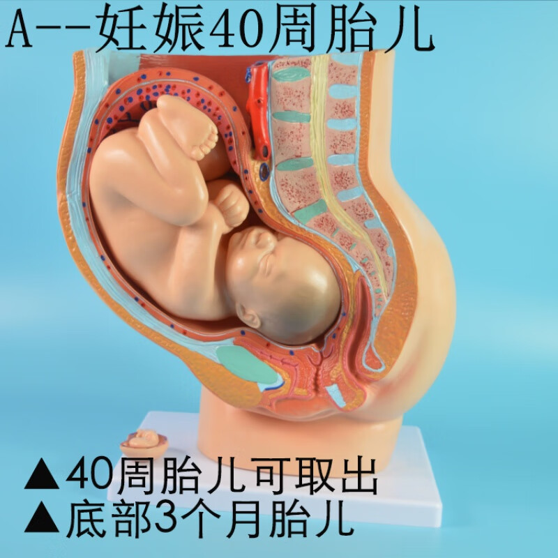 女性盆腔解剖模型 孕妇大学/计划生育服务中心展览教具女性骨盆盆 a