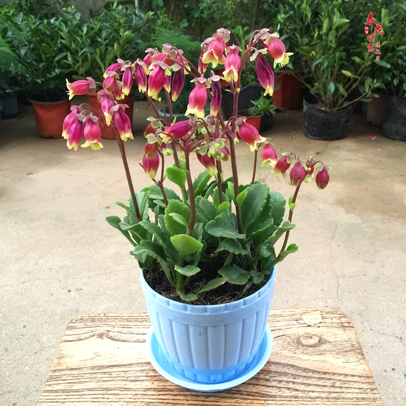 绿植盆栽花卉长寿花重瓣带花苞花盆栽花带原土带花苞发货 宫灯长寿3