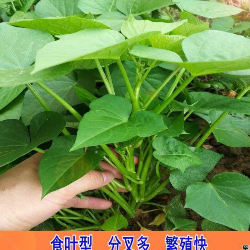 带根发货食叶型红薯 地瓜叶福薯18号番薯专吃叶子山芋苗蔬菜 带根发货