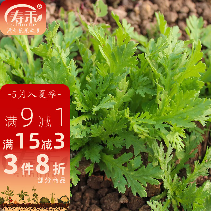种子皇帝菜细叶大叶光杆蓬蒿菜菊花寿光春冬季蔬菜莱籽 小叶茼蒿种子
