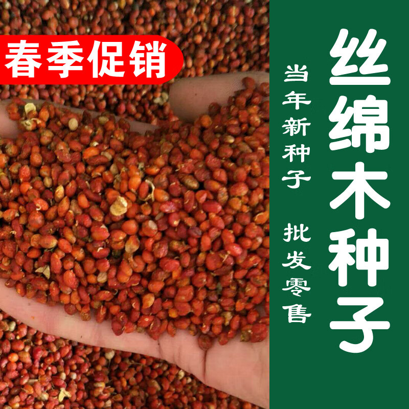 新采丝绵木种子 丝棉木树苗种子 丝棉木嫁接卫矛 实拍