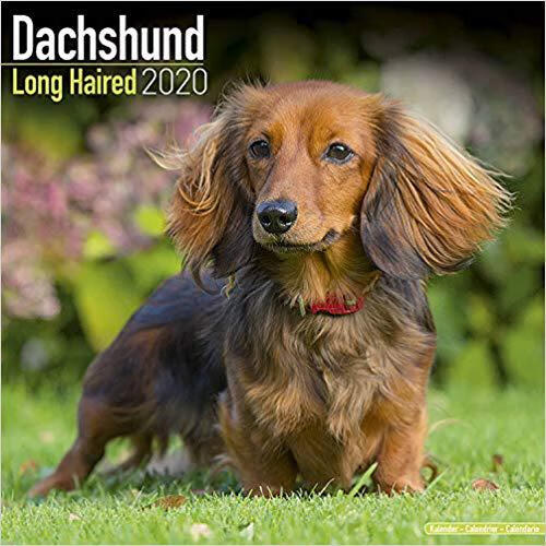 【预订】dachshund long haired calendar