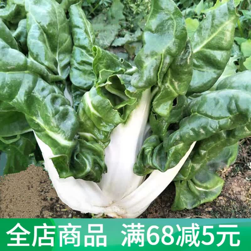 四川特产牛皮菜新鲜厚皮菜蔬菜重庆瓢儿菜莙荙菜君达菜农家3/5斤 5斤