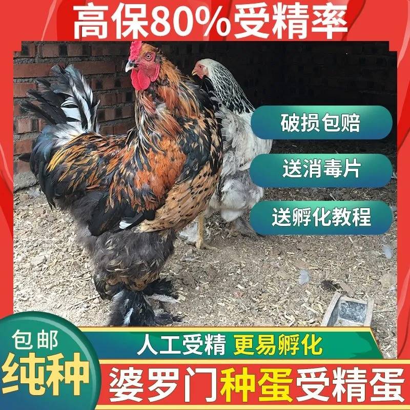 巨型婆罗门鸡种蛋受精可孵化纯种梵天鸡种蛋大型观赏宠物破损包赔 1枚