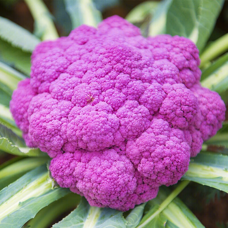 农之子(nongzhizi) 宝塔花菜种子松花菜苗蔬菜花菜早熟 (紫色)神良