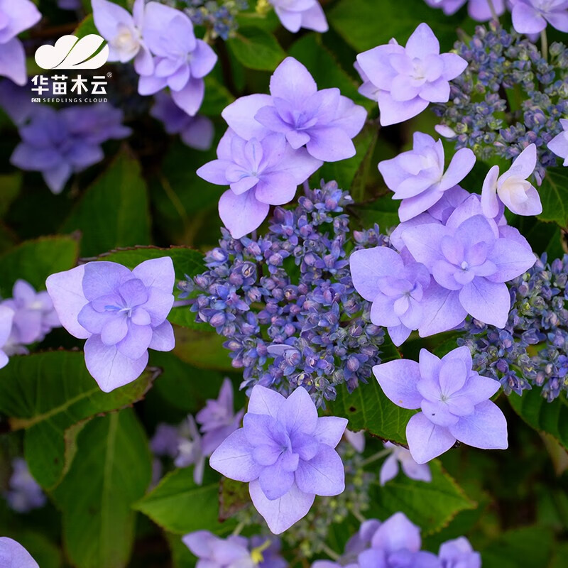 华苗木云 绣球花欧洲木绣球玫瑰盆栽圆锥绣球花苗 无尽夏花手鞠庭院观