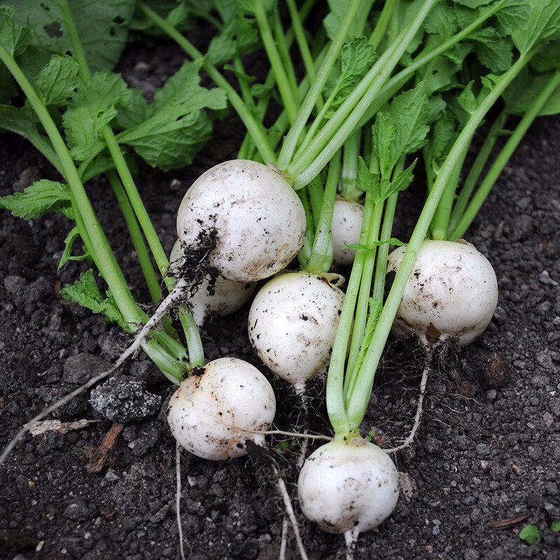 小芜菁白色樱桃萝卜种子 10g