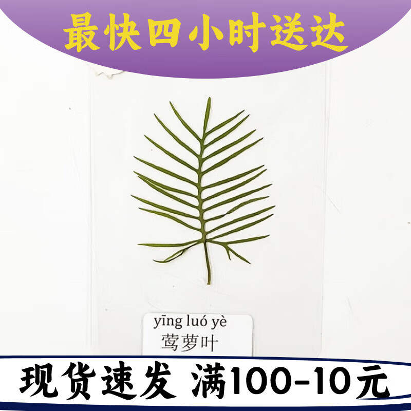 花朵树叶植物标本 塑封树叶标本植物标本过塑真树叶贴画幼儿园认 透明