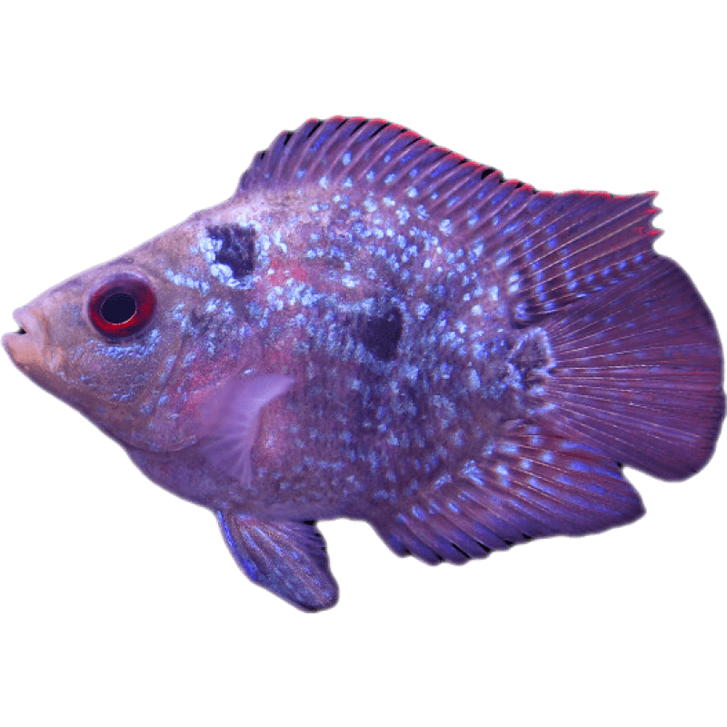 熱帶觀賞魚麒麟魚鸚鵡魚魚麒麟羅漢血鸚鵡元寶羅漢寵物活體魚 小號(hào)元寶羅漢(4-5cm)2條裝
