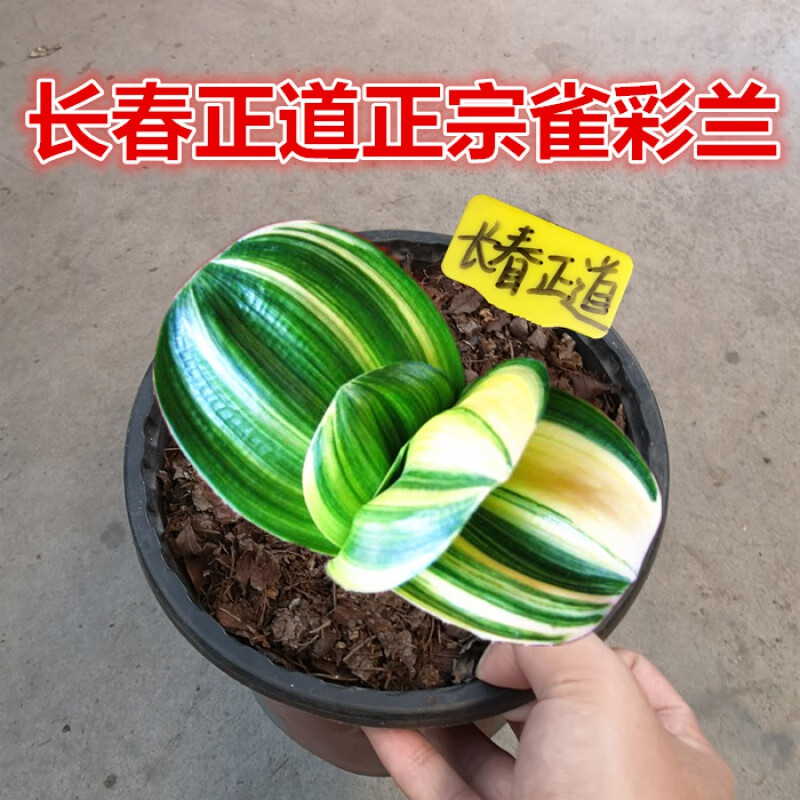 花姬长春精品君子兰雀兰彩兰短叶圆头和尚金丝鸳鸯一线天福伦盆栽 雀