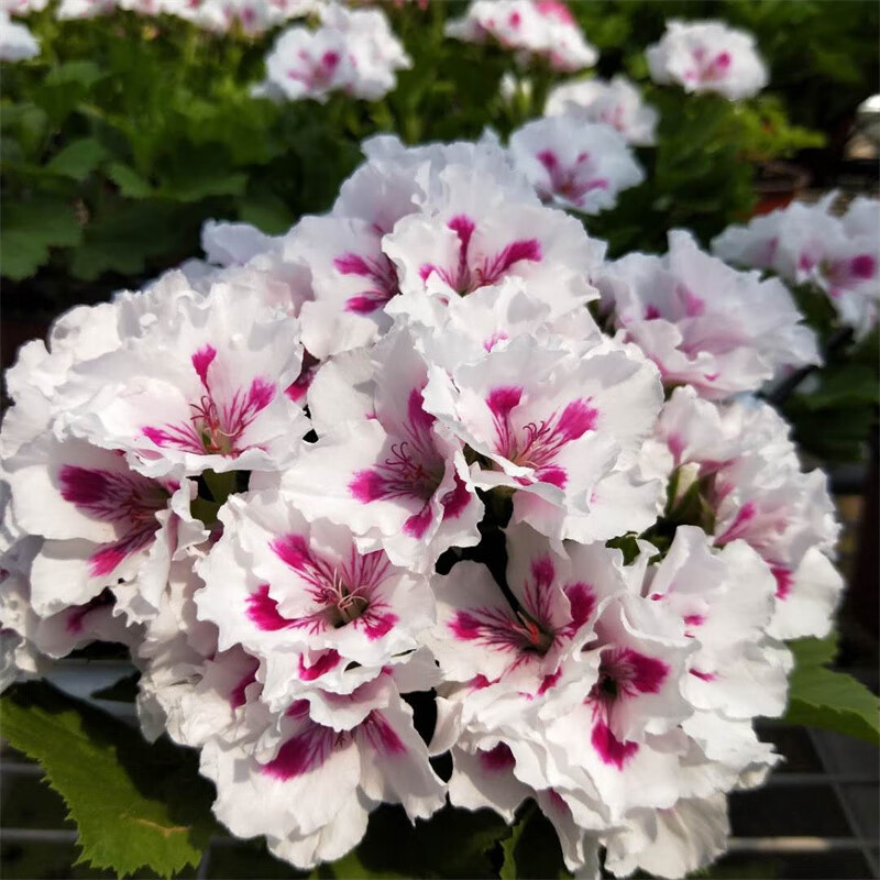 重瓣天竺葵盆栽花苗大花四季开花不断洋绣球苗室内阳台好养的花卉 23