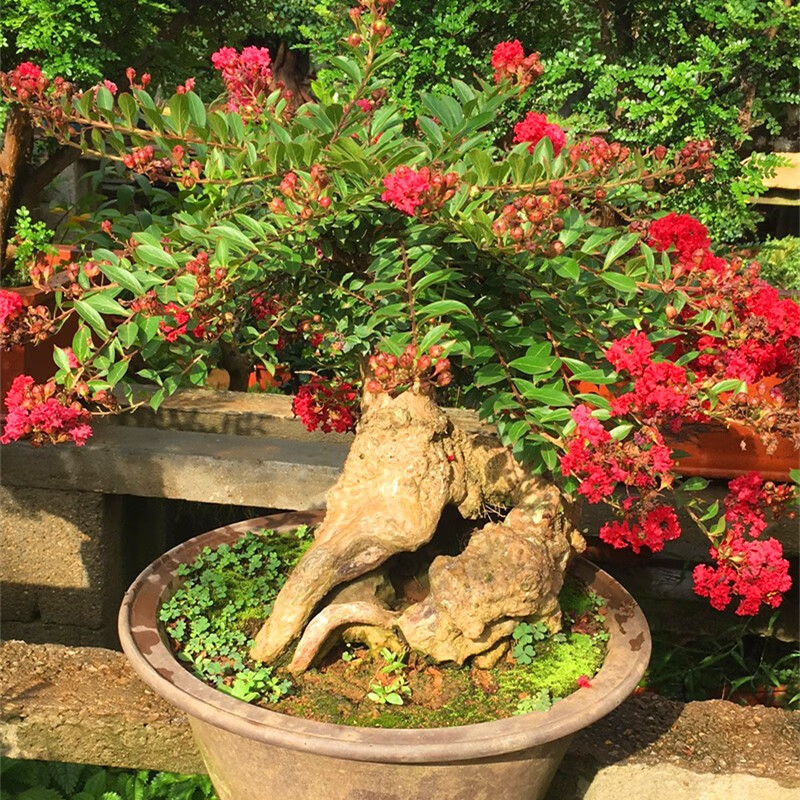 姬紫薇盆景树桩小叶紫薇盆景古桩实物 花期长珍珠紫薇 15年老桩 带