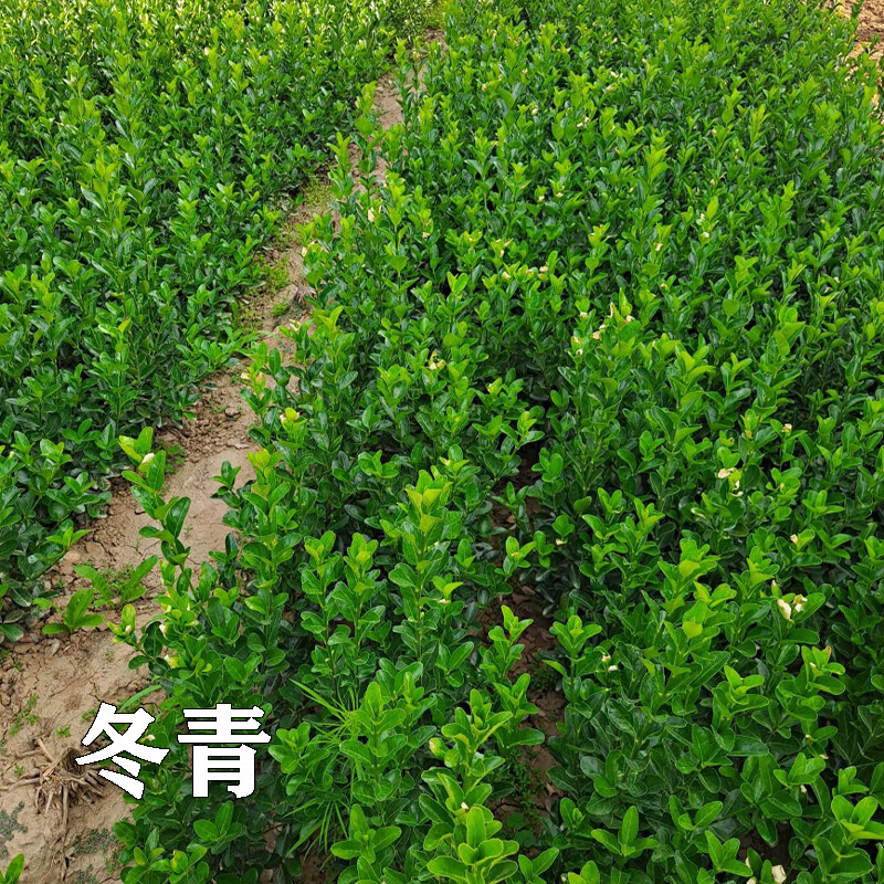 购优汇法国龟甲冬青大小叶瓜子黄杨球围栏墙篱笆四季常青庭院绿化树