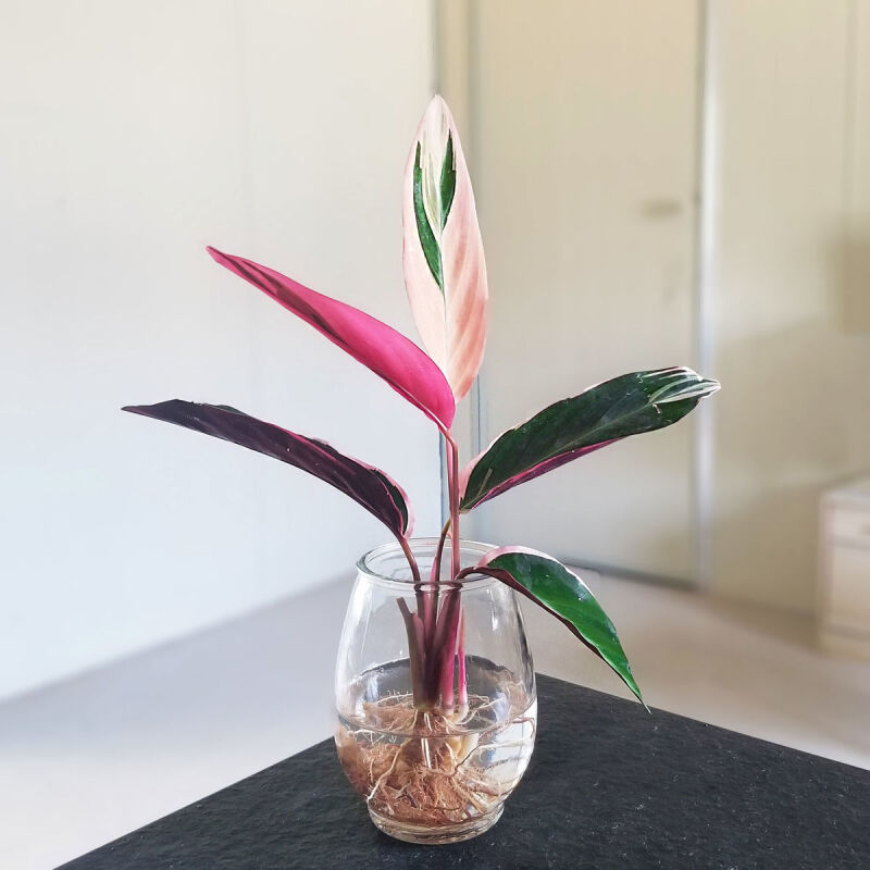 凤凰羽水培养植物室内绿植花卉盆栽富贵竹水养好养懒人花 一颗凤凰羽