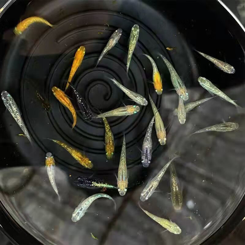 墨之瑶观背青鳉观赏鱼小型冷水鱼迷你锦鲤金鱼淡水鱼原生鱼好养活