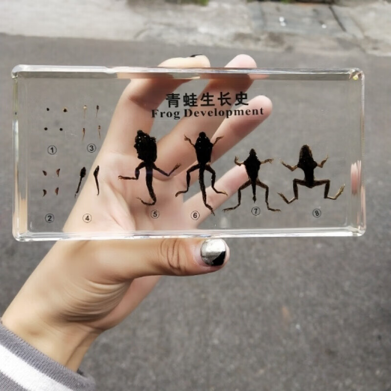 小动物昆虫标本树脂青蛙蜜蜂蛇昆虫琥珀标本有说明 白色 蛙的演变大