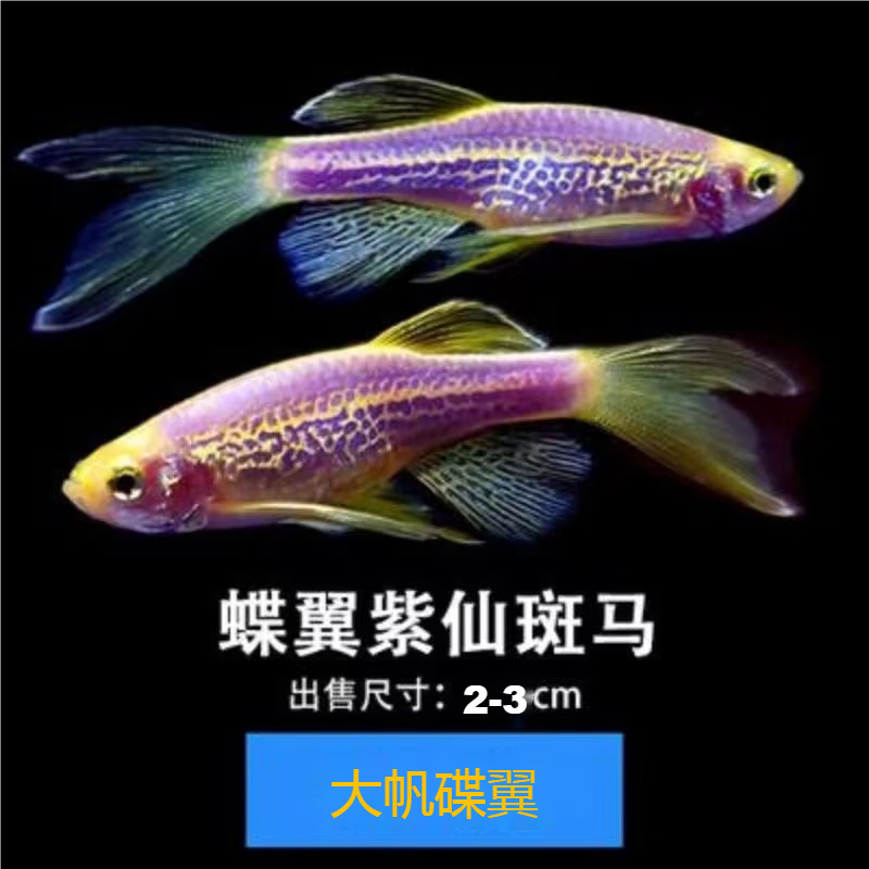 卡奇鱼水族活体