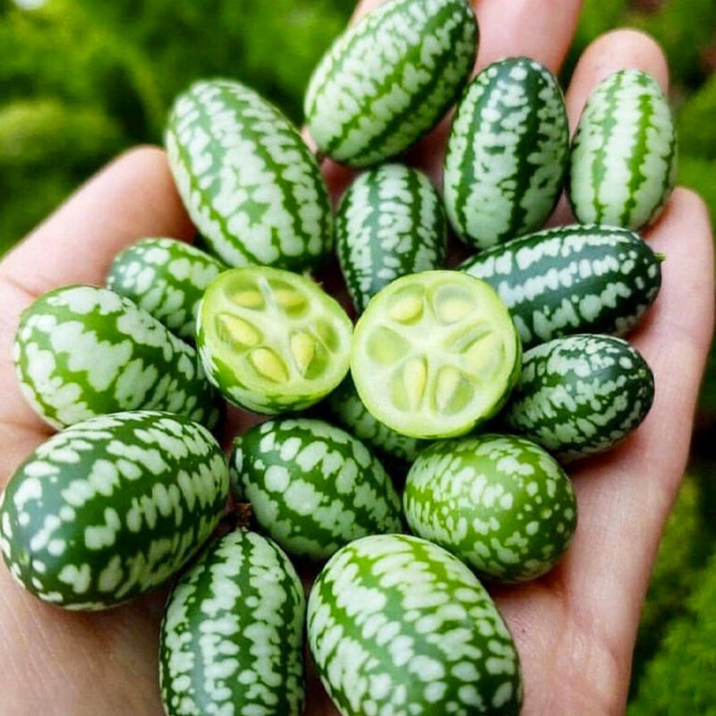 怎么查看蔬菜类的历史价格|蔬菜类价格走势图