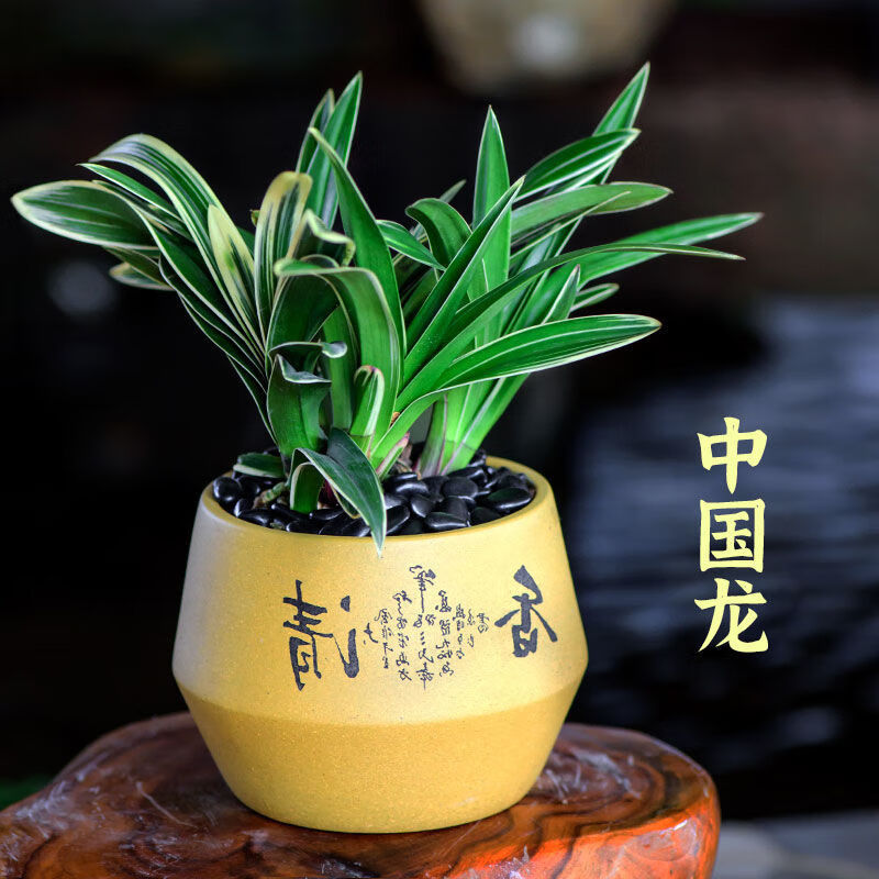 一花之秋  金边矮种中国龙兰花苗 浓香型室内客厅花卉兰花苗 中国龙4