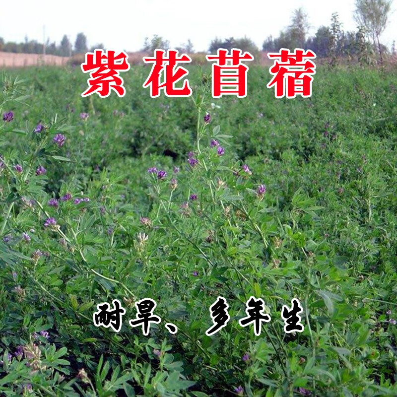 种子四季种植耐寒耐旱高产牧草种籽南北方黑麦草草籽猪 紫花苜蓿一斤