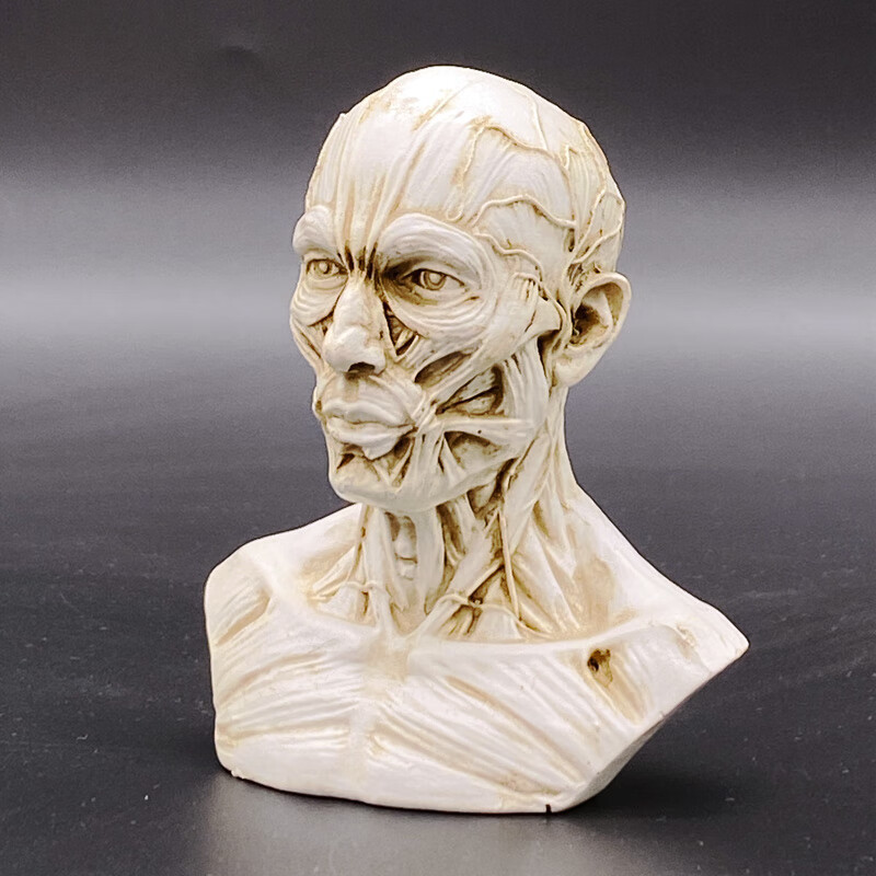 xmsj人体头部肌肉结构模型人头解剖素描速写美术教学骨骼骨架骷髅