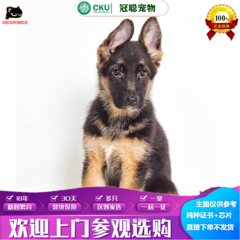 冠聪纯种德国牧羊犬活体幼犬纯种德系狼狗大型犬活体宠物护卫犬东德狼