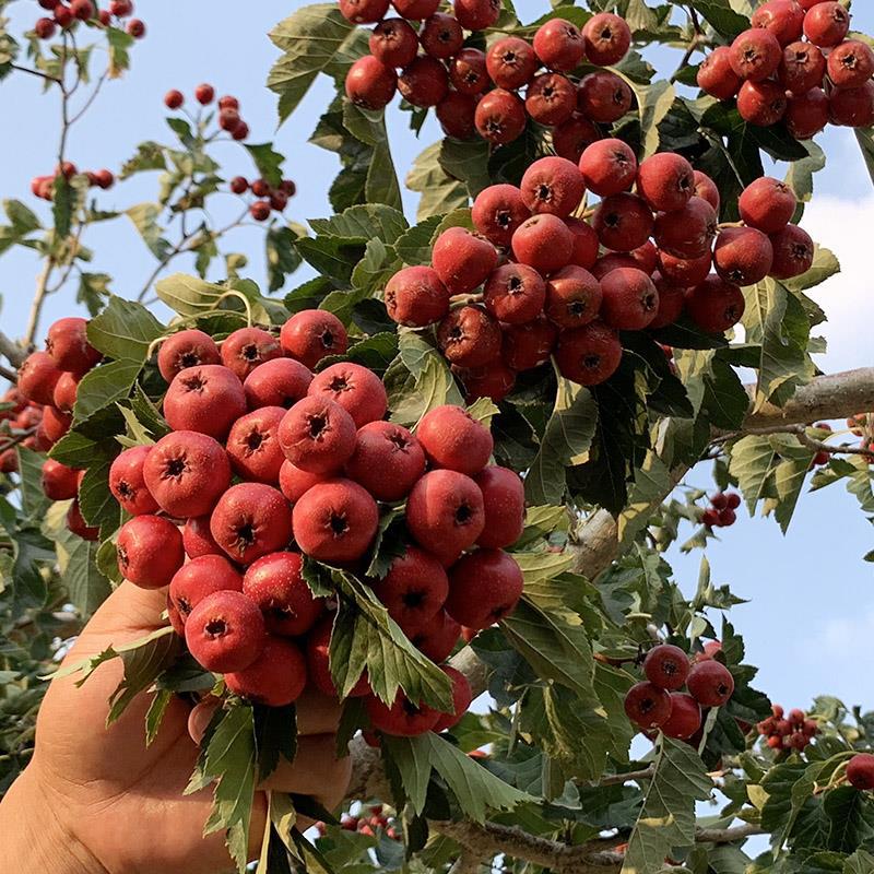 树嫁接盆栽地栽南方北方庭院种植精品高杆特大果树山楂苗当年 山里红